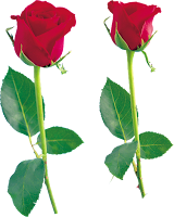 Розы в количестве двух штук с шипами стеблем и листьями,картинка на прозрачном фоне,доступно бесплатное скачивание фото в хорошем качестве
