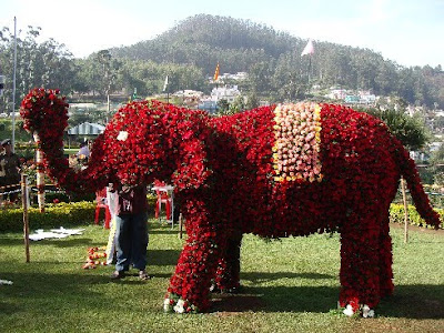 Ooty Rose show elephant photo