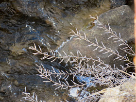 dried plant stems against a water background