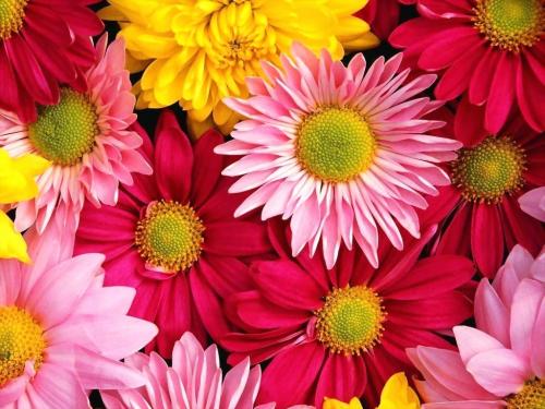 Flowers HD Wallpapers Free Download