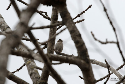 ニュウナイスズメ　≪Russet Sparrow≫