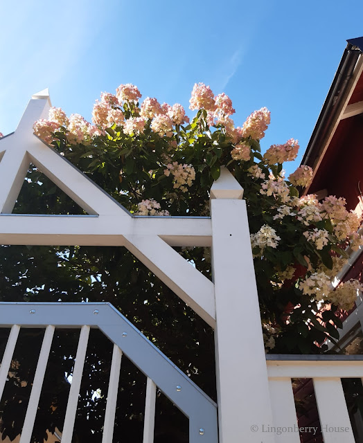 lingonberryhouse, hortensia, koti, home, puutarha, garden, hydrangea, flower, autumn, syksy, aila, myrsky