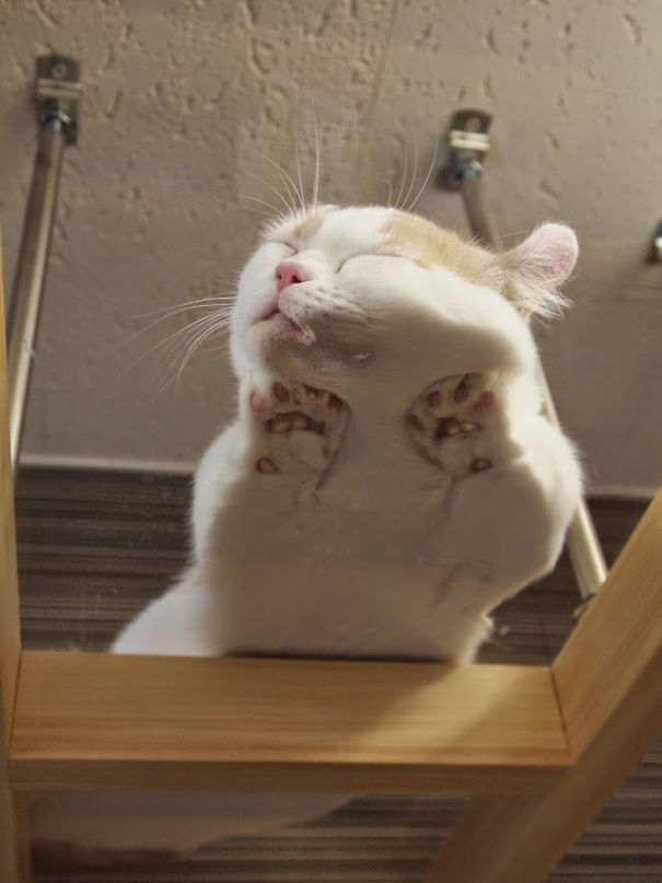 These Hilariously Adorable Pictures Will Convince All Cat Owners To Buy A Glass Table