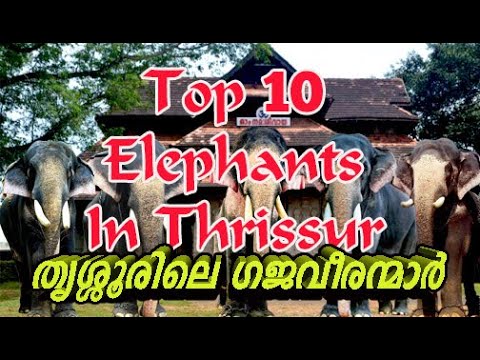 Top 10 elephants in Thrissur Kerala - Top Ten  elephants in Thrissur  