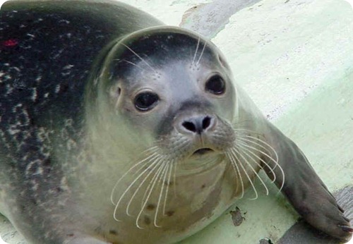 foca monje