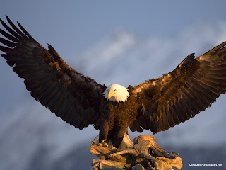 bald eagle wallpaper flying animal symbol of the United States hawk giant bird