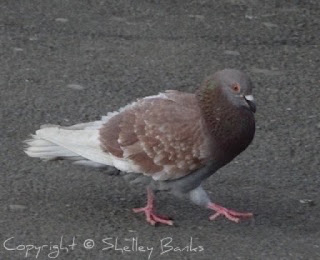 Pigeon. Paris. Copyright  © Shelley Banks, all rights reserved.