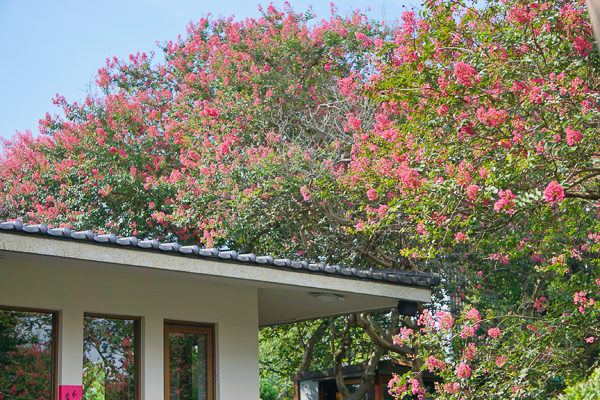 台灣銘園庭園美術館紫薇花季，全台最大紫薇花園，古樹奇石庭園