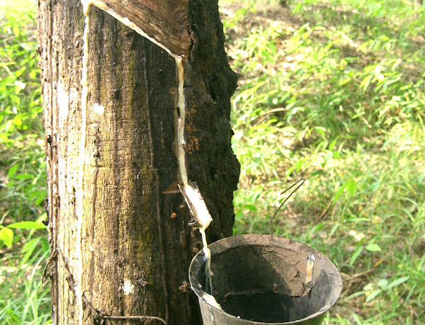 rubber farming, rubber production, rubber cultivation, commercial rubber farming, rubber farming business, how to start rubber farming, rubber farming profits, is rubber farming profitable, rubber farming for beginners