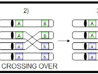 GENETIKA CROSSING OVER