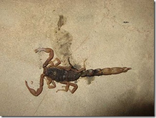 scorpion