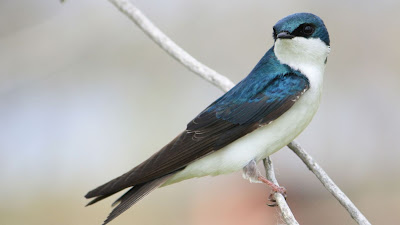 Swallow