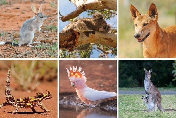 animais da austrária