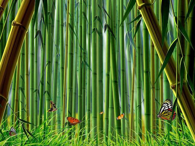 Bamboo Nature8