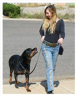 Leash Training Tips for a Well-Behaved Dog