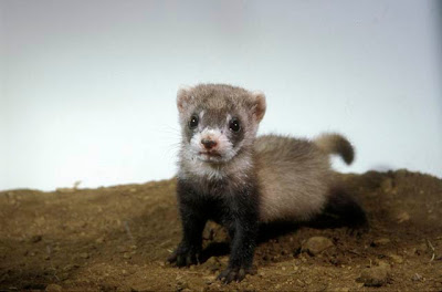 Pictures Black Babies on Smithsonian National Zoo On 49 Baby Black Footed Ferret Additions