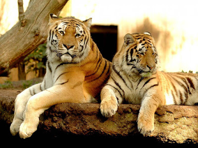 close-tiger-couple-image
