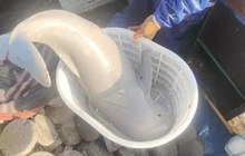 Bắt được sinh vật ánh bạc khắp người, tưởng ngư tinh hóa ra là cá thiên thần