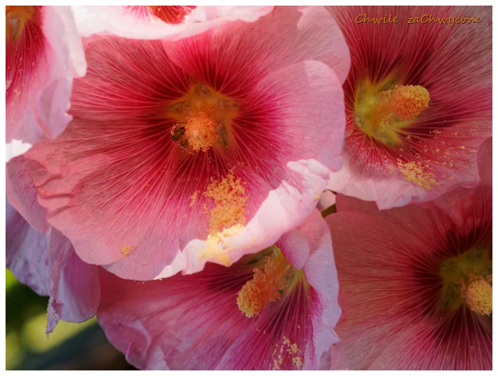 malwa różowa, Alcea rosea, malwa ogrodowa