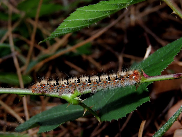 Lasiocampa quercus