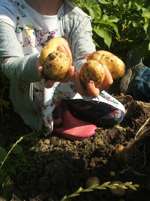 July on the allotment tasty spuds dug from the ground