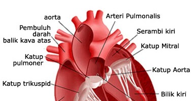 ANATOMI JANTUNG 