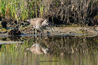 Wildlifefotografie Kroatien Neretva Delta Olaf Kerber