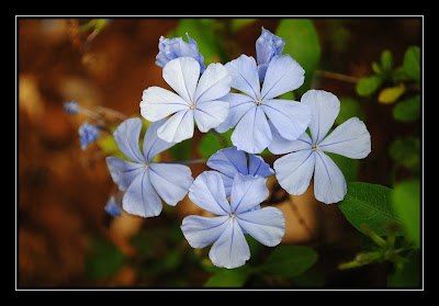 plumbago, blue, zebra blue