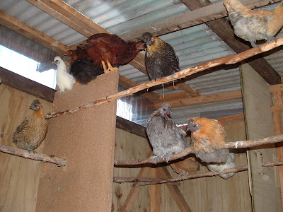 Some of my chickens in a house Steve built for them