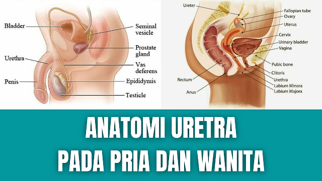 Anatomi Uretra Pada Pria dan Wanita Uretra adalah pembuluh yang bertanggung jawab untuk mengangkut urin dari kandung kemih ke lubang eksternal di perineum.  Dilapisi oleh epitel kolumnar berlapis, yang dilindungi dari urin korosif oleh kelenjar yang mensekresi lendir.  Anatomi Uretra Pria Uretra pria panjangnya sekitar 15-20 cm. Selain urin, uretra laki-laki mengangkut air mani – cairan yang mengandung spermatozoa dan sekresi kelenjar seks.  Menurut klasifikasi terbaru, uretra pria secara anatomis dapat dibagi menjadi tiga bagian (proksimal ke distal) :  Uretra Prostat : Dimulai sebagai kelanjutan dari leher kandung kemih dan melewati kelenjar prostat. Menerima saluran ejakulasi (mengandung spermatozoa dari testis dan cairan mani dari kelenjar vesikula seminalis) dan saluran prostat (mengandung cairan alkali). Ini adalah bagian terluas dan paling dapat melebar dari uretra. Uretra Membranosa : Melewati dasar panggul dan kantong perineum dalam. Dikelilingi oleh sfingter uretra eksternal - yang memberikan kontrol sukarela berkemih. Ini adalah bagian uretra yang paling sempit dan paling tidak dapat melebar. Uretra Penis (bulbus): Melewati bulbus dan corpus spongiosum penis, berakhir di orifisium uretra eksterna (meatus). Menerima kelenjar bulbourethral di proksimal. Di glans (kepala) penis, uretra melebar untuk membentuk fossa navicular. Catatan: Bagian uretra yang melewati leher kandung kemih dianggap oleh beberapa penulis sebagai bagian anatomi keempat dari uretra.  Pasokan Neurovaskular Suplai arteri ke uretra pria melalui beberapa arteri :  Uretra Prostat Disuplai oleh arteri vesikalis inferior (cabang arteri iliaka internal yang juga mensuplai bagian bawah kandung kemih). Uretra Membranosa Disuplai oleh arteri bulbourethral (cabang arteri pudenda interna) Uretra Penis Disuplai langsung oleh cabang arteri pudenda interna. Pasokan saraf ke uretra pria berasal dari pleksus prostat, yang mengandung campuran serat aferen simpatik, parasimpatis dan viseral.  Drainase Limfatik Drainase limfatik juga bervariasi menurut wilayah uretra. Bagian prostat dan membranosa mengalir ke obturator dan nodus iliaka interna, sedangkan uretra penis mengalir ke nodus inguinalis profunda dan superfisial.    Anatomi Uretra Wanita Pada wanita, uretra relatif pendek (sekitar 4 cm). Ini dimulai di leher kandung kemih, dan melewati inferior melalui membran perineum dan otot dasar panggul. Uretra terbuka langsung ke perineum, di area antara labia minora, yang dikenal sebagai ruang depan atau vestibule.  Di dalam vestibulum, lubang uretra terletak di anterior lubang vagina, dan 2-3 cm di posterior klitoris. Ujung distal uretra ditandai dengan adanya dua kelenjar lendir yang terletak di kedua sisi uretra – kelenjar Skene atau Skene’s glands. Mereka homolog dengan prostat pria.  Pasokan Neurovaskular Suplai arteri ke uretra wanita adalah melalui arteri pudenda interna, arteri vagina dan cabang vesika inferior dari arteri vagina. Drainase vena diberikan oleh vena dengan nama yang sama.  Pasokan saraf ke uretra wanita muncul dari pleksus vesikalis dan saraf pudendal. Aferen viseral dari uretra berjalan di saraf splanknikus panggul.  Drainase Limfatik Drainase limfatik dari uretra wanita proksimal adalah ke kelenjar iliaka internal, sedangkan uretra distal mengalir ke kelenjar getah bening inguinalis superfisial.    Nah itu dia bahasa dari anatomi uretra pada pria dan wanita. Melalui bahasan diatas bisa diketahui mengenai anatomi dari uretra pada pria dan wanita. Mungkin hanya itu yang bisa disampaikan di dalam artikel ini, mohon maaf bila terjadi kesalahan di dalam penulisan, dan terimakasih telah membaca artikel ini."God Bless and Protect Us"  Referensi : teachmeanatomy.info