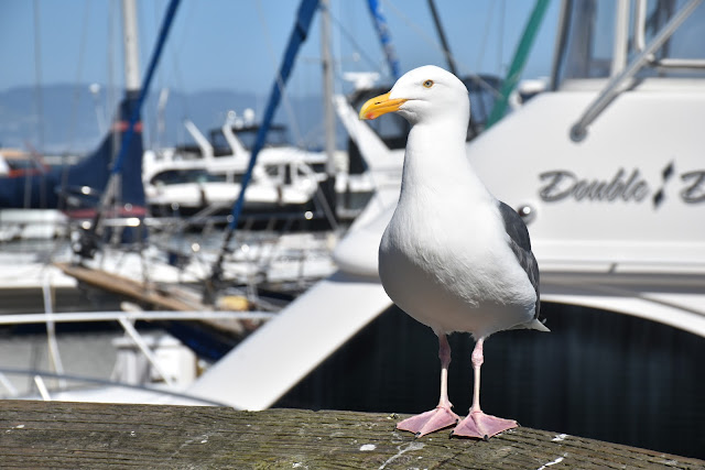 Back Down Memory Lane: Revisiting My Stomping Grounds in the East Bay  via  www.productreviewmom.com