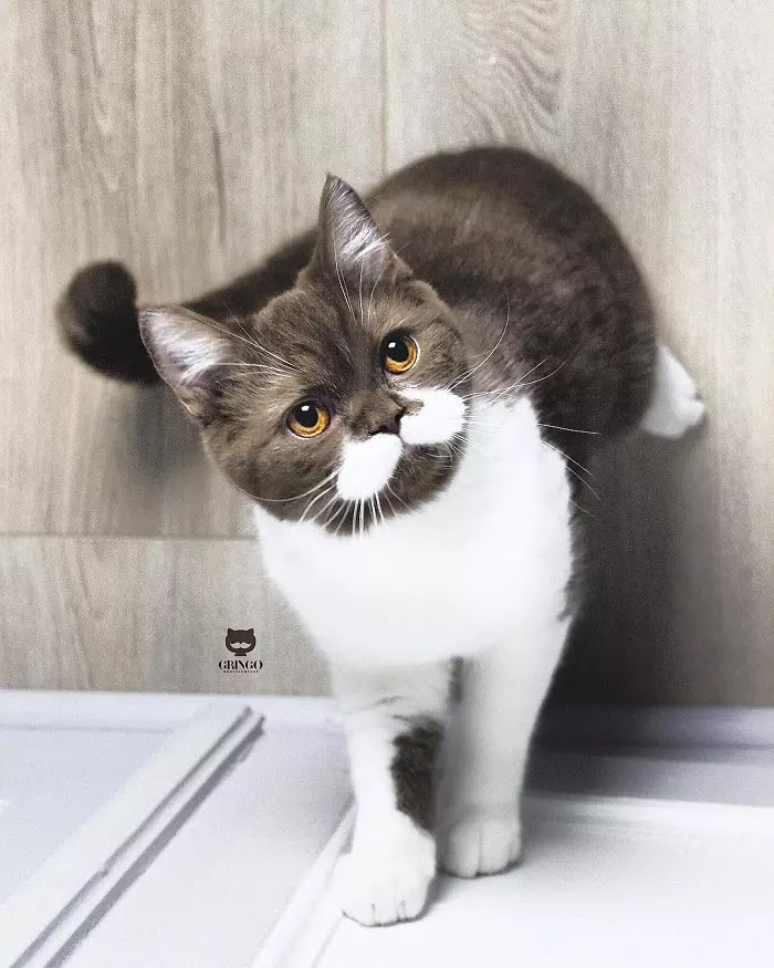 Meet Gringo, The Adorable Moustached Cat That Won Our Hearts