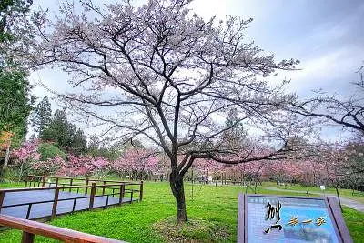 台灣賞櫻花景點-秘境資訊