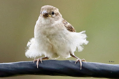 "Cute juvenile House Sparrow - Passer domesticus. perched on a cable with all its feathers ruffled."