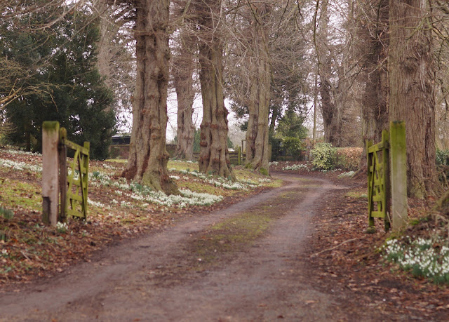 Snowdrops in bloom