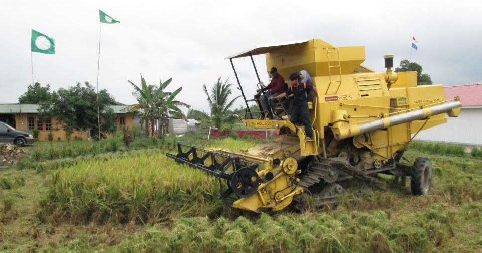 MUSUH ALAMI-PREDATOR: Menuai padi SRI Tedung 1 Mei 2013