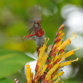 Temminck's Sunbird (Aethopyga temminckii)