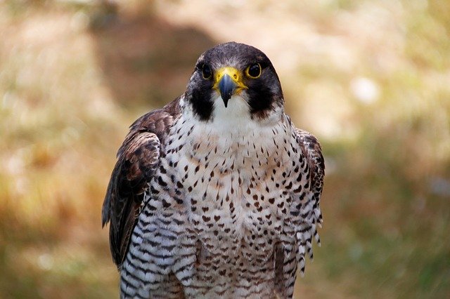 The Peregrine Falcon Dark brown with yellow ring eye color fastest birds in the world