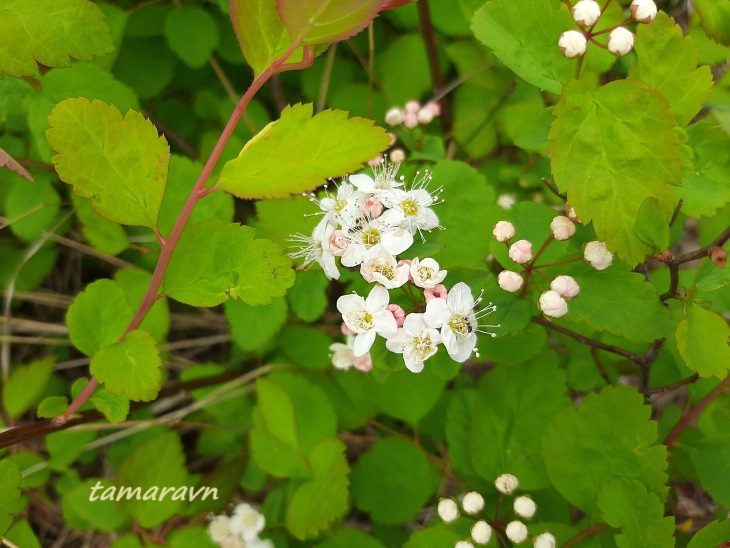 Смотрите также тему:  Спирея уссурийская / Таволга уссурийская (Spiraea ussuriensis)