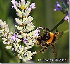 IMG_6782