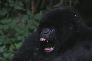 How Booking Gorilla trekking Permit