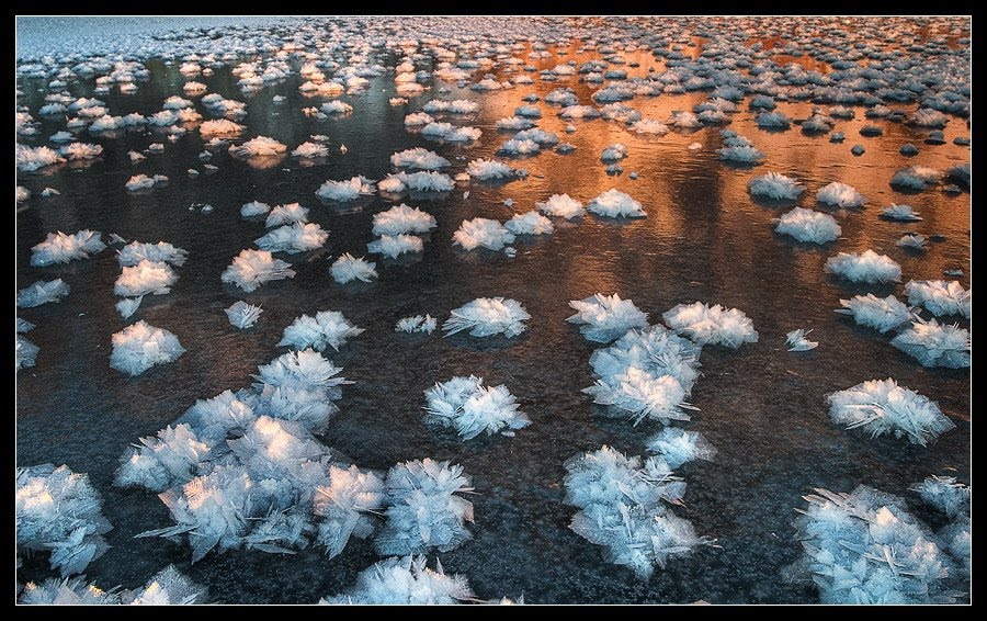 Ice Flowers