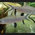 All Freshwater Species, Bala Shark Species Profile 
