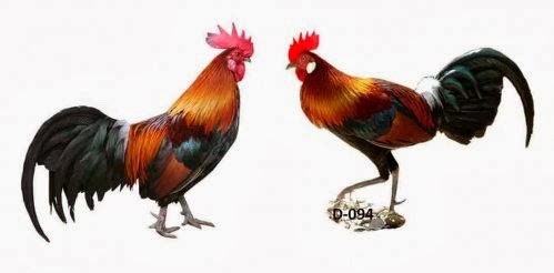 15+ Paling Keren Foto Ayam Hutan Sumatera