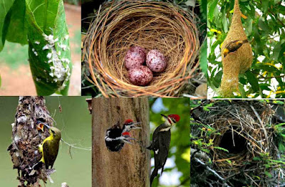 model-model sarang burung di habitat aslinya