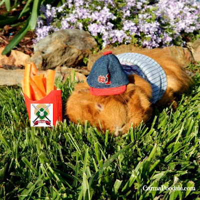 Guinea pig in baseball hat 