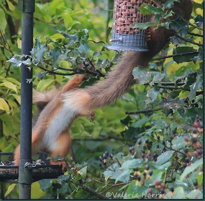 nuts-or-seed