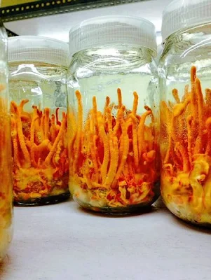 Cordyceps Militaris Cultivation Training Programme