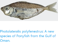 https://sciencythoughts.blogspot.com/2019/12/photolateralis-polyfenestrus-new.html