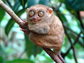 Tarsier Wallpaper